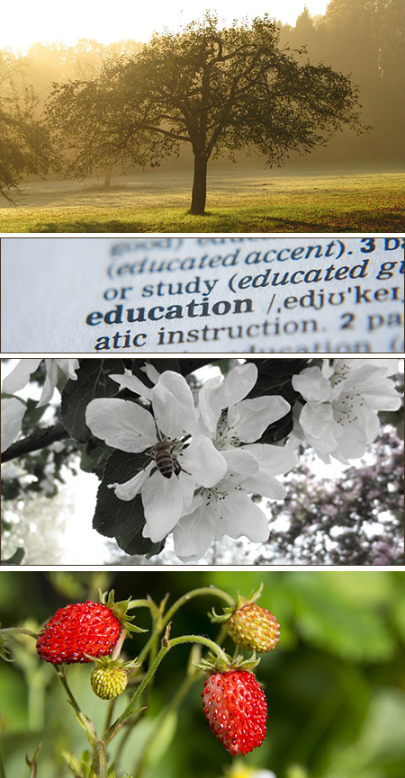 tree, apple blossom, dictionary text, wild strawberries - in photo montage